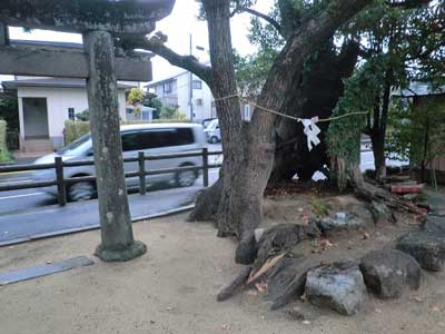 熊野原神社御神木