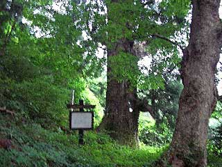 熊野神社大杉