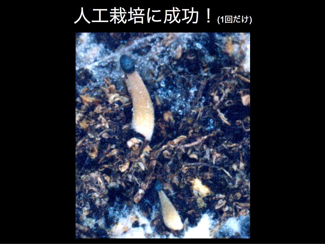シイノトモシビタケの人工栽培