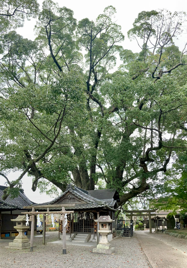 藤白神社の境内にある楠神社