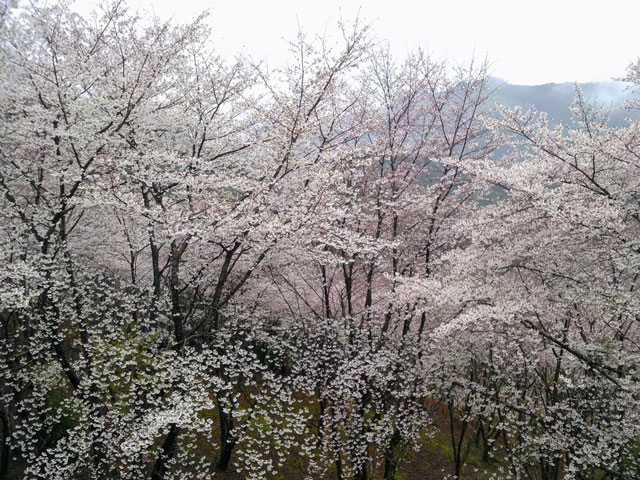 七越の峰の桜