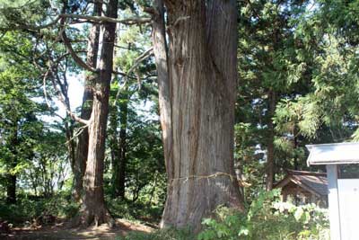 熊野神社三幹の杉