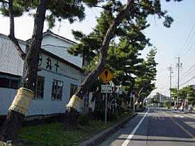 熊野神社付近の東海道松並木