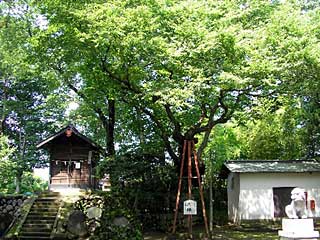 熊野神社大欅