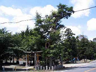楡山神社のニレの大木
