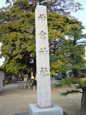 神倉神社クロガネモチの木