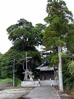 熊野神社ご神木