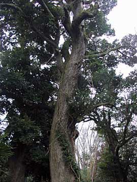 椎の木