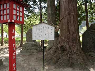 熊野神社夫婦御神木