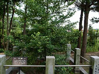 熊野神社梛の木