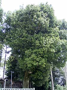 関神社ナギの木