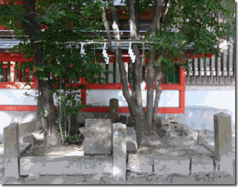 熊野神社末社「榊の木」