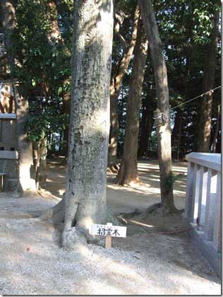 熊野神社オガタマ