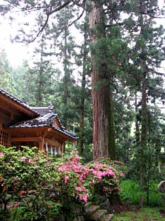 中土佐町指定天然記念物：熊野神社の大杉