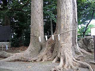 熊野神社夫婦欅