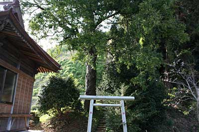 熊野神社のなぎの木