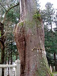 熊野神社杉