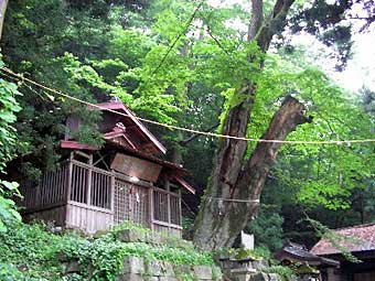 熊野神社拝殿とケヤキ